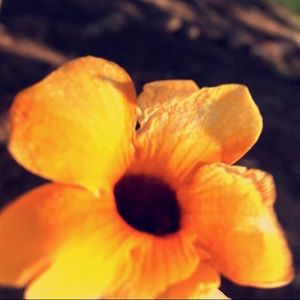 Meet your Posher, Anneliese